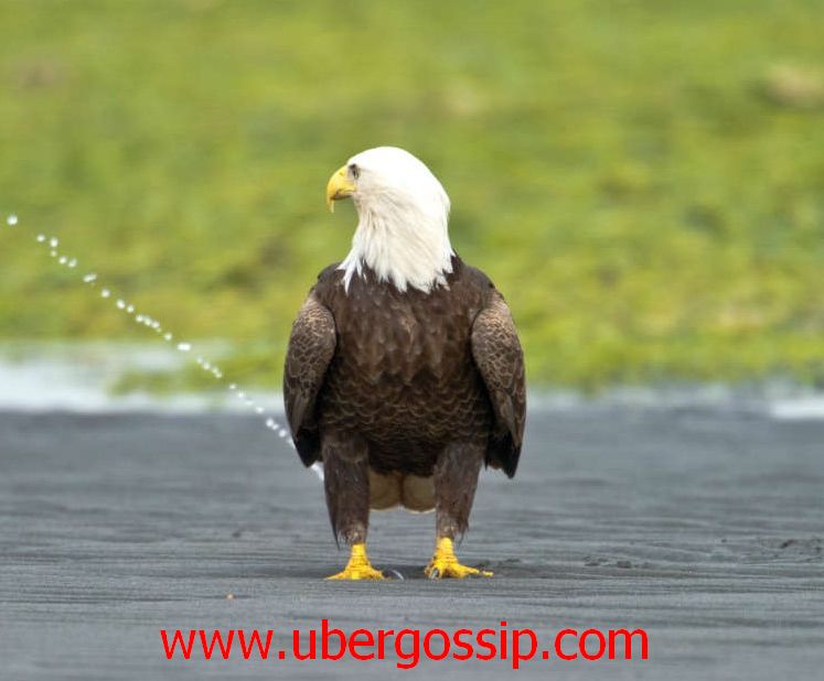 Eagle, Golden eagle, gable eagle, harpy eagle, eagle hunting, black eagle, haste eagle, sea eagle, flying eagle, Biggest eagle, eagle owl