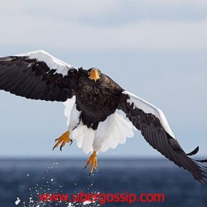 Eagle, Golden eagle, gable eagle, harpy eagle, eagle hunting, black eagle, haste eagle, sea eagle, flying eagle, Biggest eagle, eagle owl