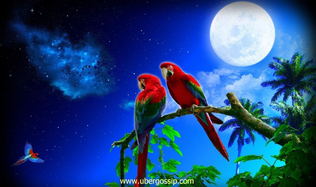 parrot, talking parrot, macaw parrot, grey parrot, african grey parrot, green parrot, sun conure, raw parrot, hyacinth macaw, amazon parrot