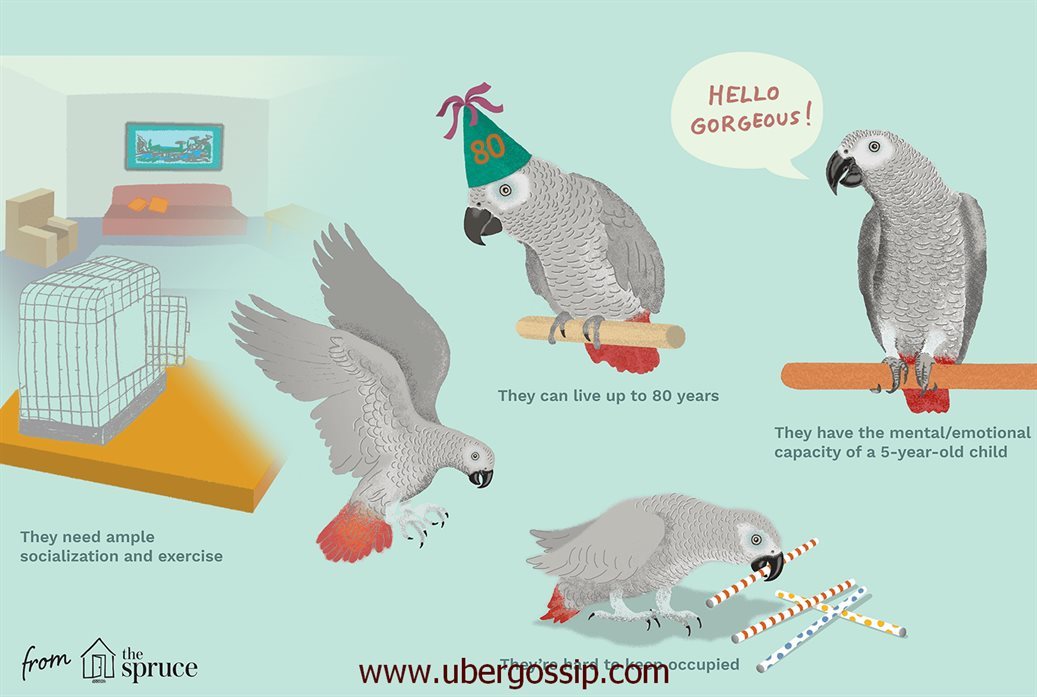 african grey parrot, gray parrot, african grey, african parrot, african grey parrot price, african gray parrot, african grey parrot for sale, grey parrot price, grey parrot for sale, timneh african grey