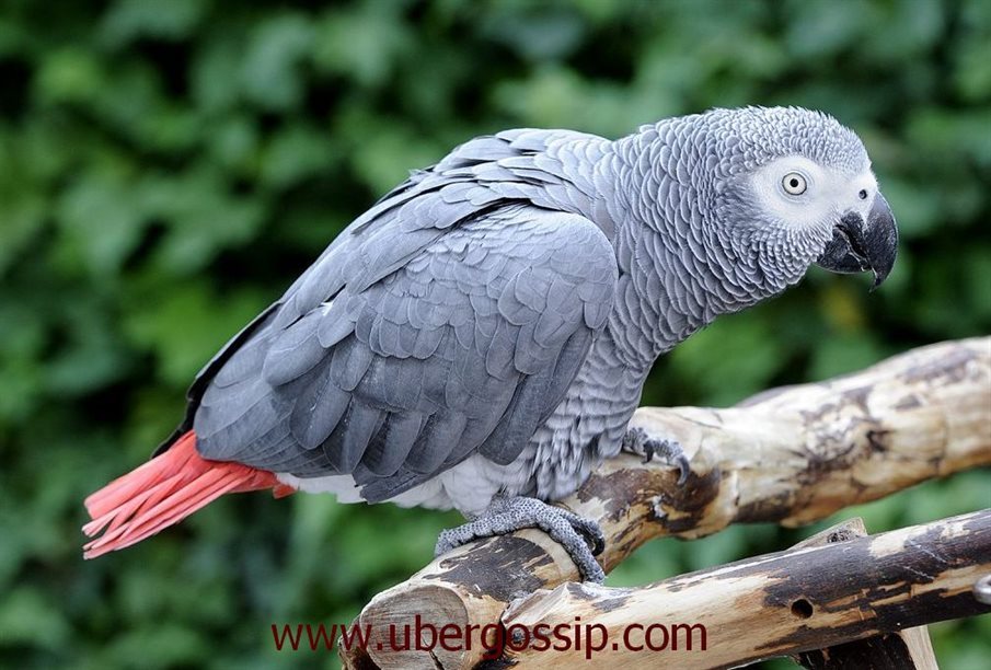 african grey parrot, gray parrot, african grey, african parrot, african grey parrot price, african gray parrot, african grey parrot for sale, grey parrot price, grey parrot for sale, timneh african grey