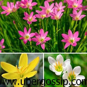lily flower, water lily, peace lily, lily of the valley, white lily flower, water lily flower, calla lily, tiger lilylily pad, common lily, new lily,