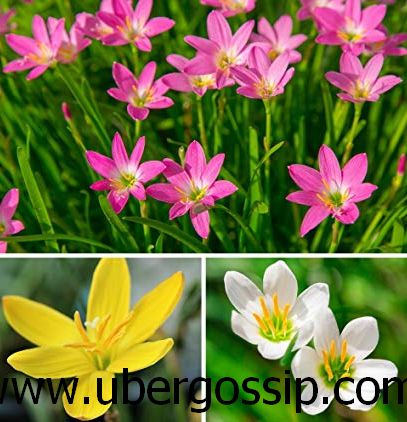 lily flower, water lily, peace lily, lily of the valley, white lily flower, water lily flower, calla lily, tiger lilylily pad, common lily, new lily,
