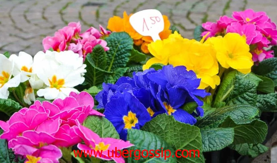 Flowers, beautiful flowers, rose flower, tulip, paper flowers, bouquet, flower bouquet, jasmine flower, lily flower, chrysanthemum, red flowers