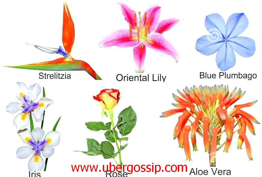 Flowers, beautiful flowers, rose flower, tulip, paper flowers, bouquet, flower bouquet, jasmine flower, lily flower, chrysanthemum, red flowers