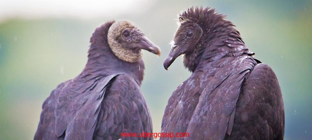 vultures01 Celebrity Health Magazine - Body Measurements & Entertainment News