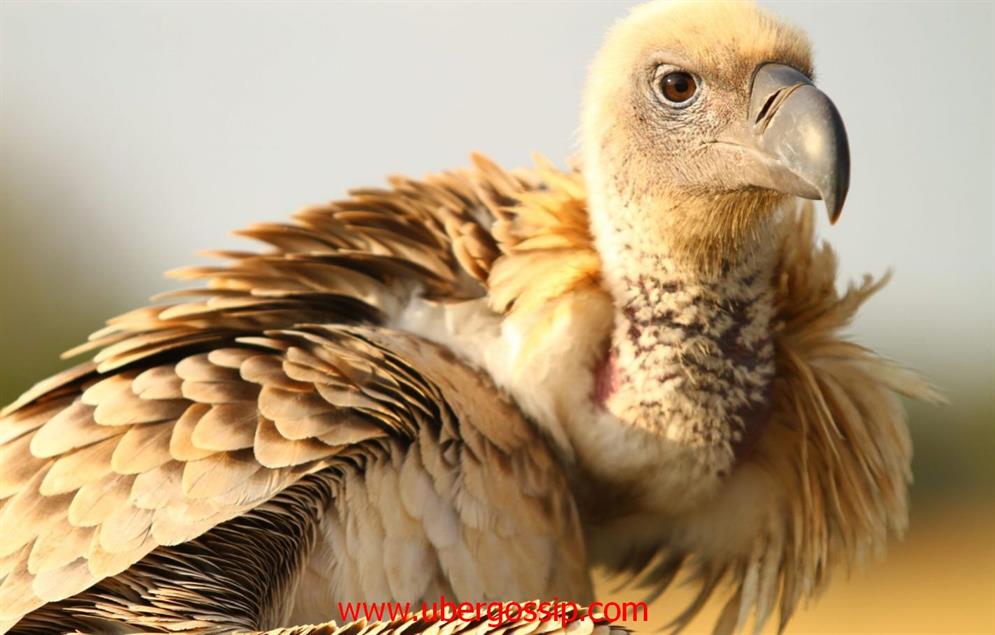 Vulture, vulture meaning, bearded vulture, griffon vulture, turkey vulture, egyptian vulture, black vulture, red headed vulture, ruppell's griffon vulture, gyps, cinereous vulture, white backed vulture